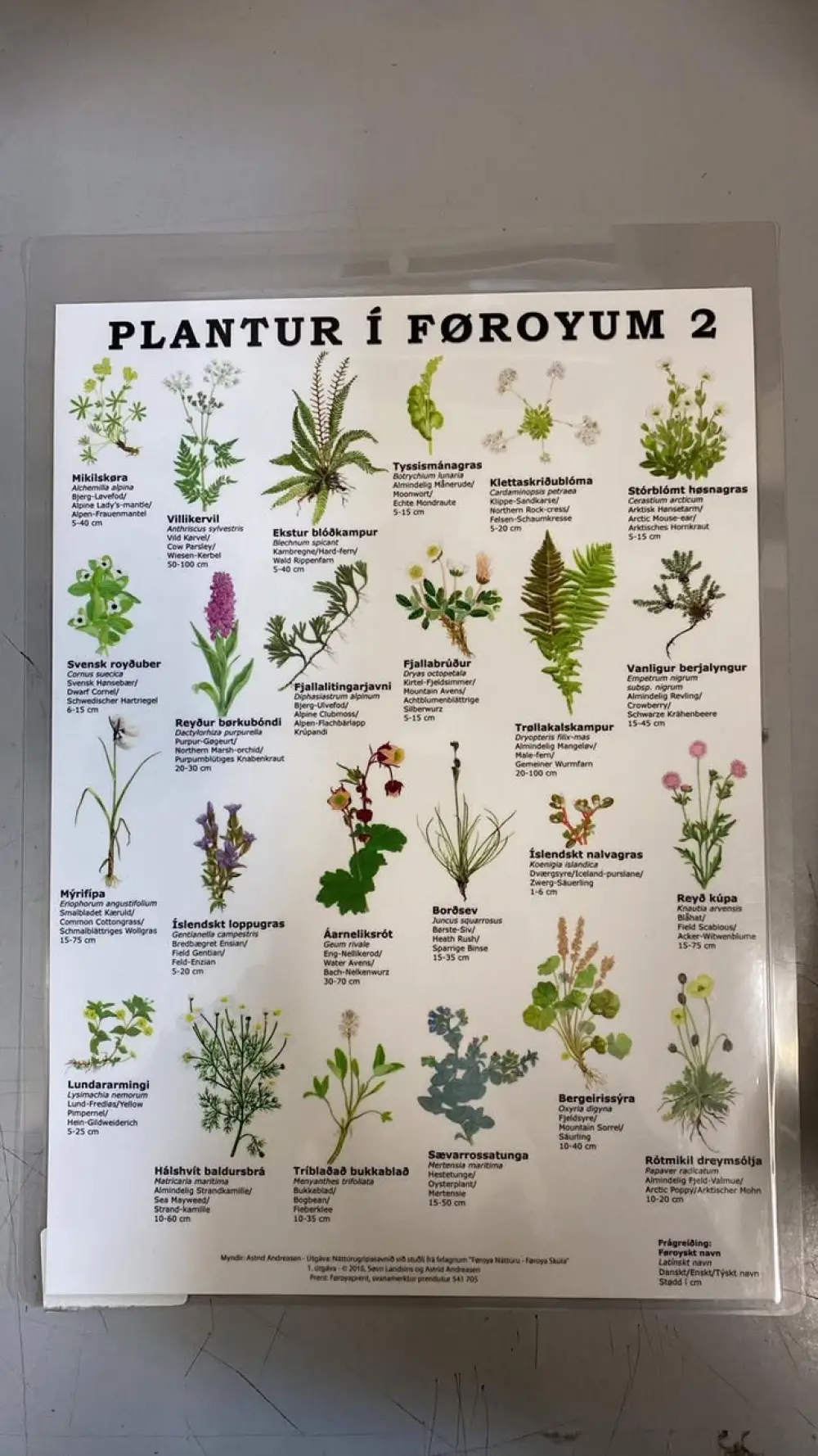 PLANTUR Í FØ. 2 - A4 LAM.