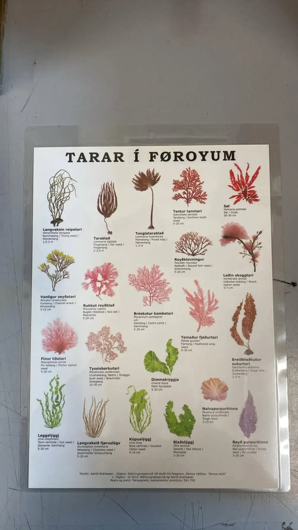 TARAR Í FØROYUM - A4 LAM.