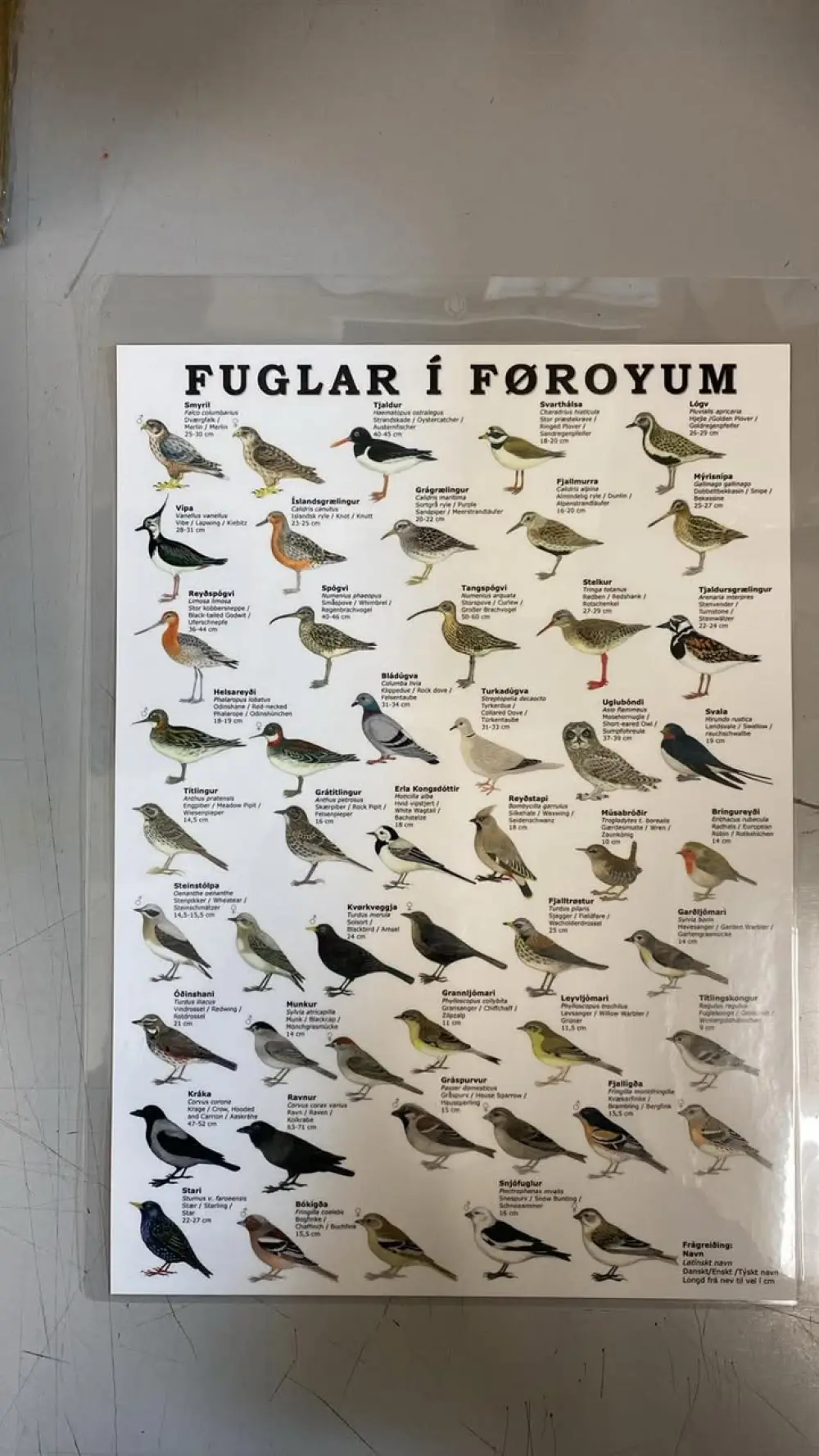 FUGLAR Í FØROYUM - A4 LAM.